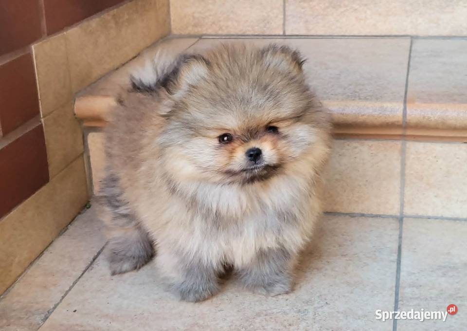 Szpic miniaturowy pomeraniansuczka ZKwP FCI Toszek sprzedam