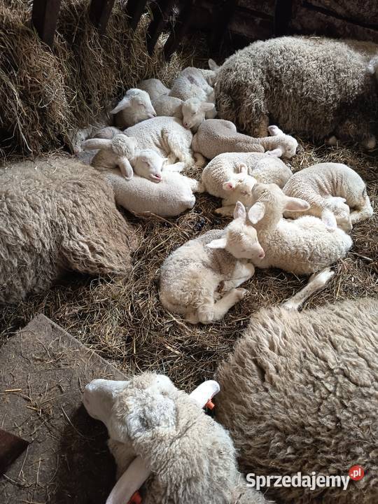 Sprzedam barana Owce Nadzieja