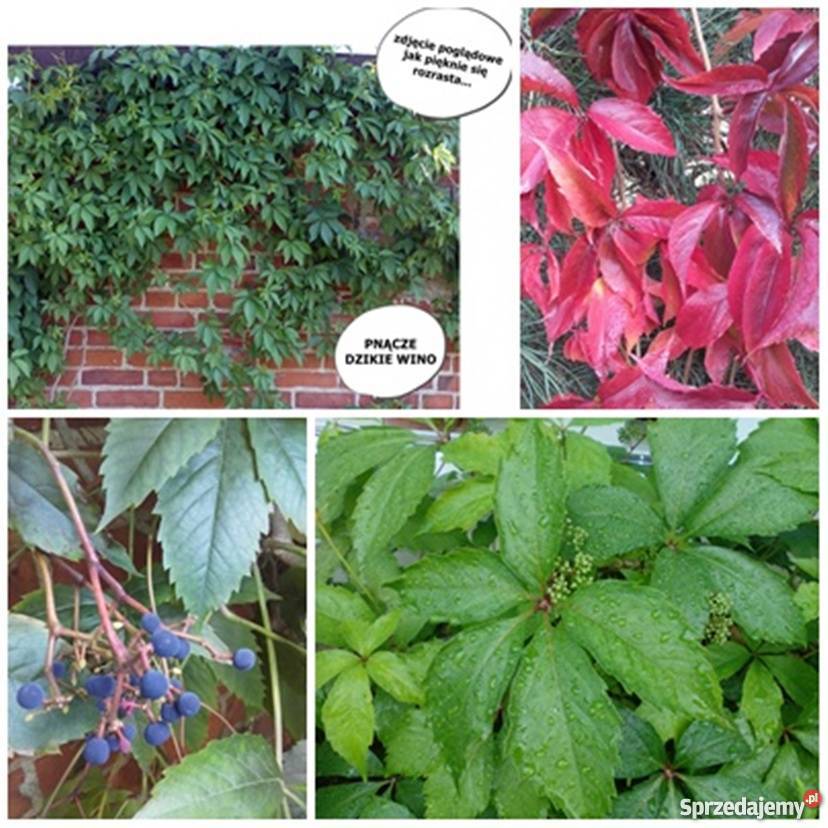 ROŚLINA NA UKĄSZENIA ozdoba ROJNIK wiele innych