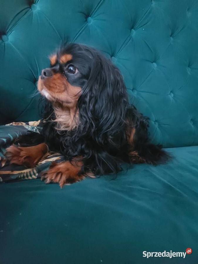 Cudowny Cavalier szuka nowej kochającej rodziny Dąbrowa Górnicza