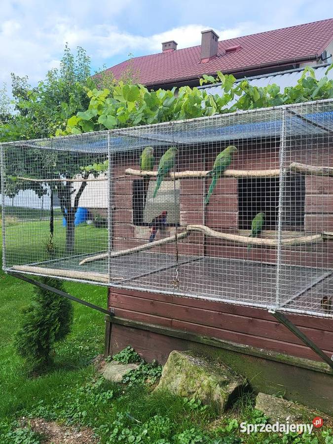 Papugi młode dorosłe pary Przytkowice