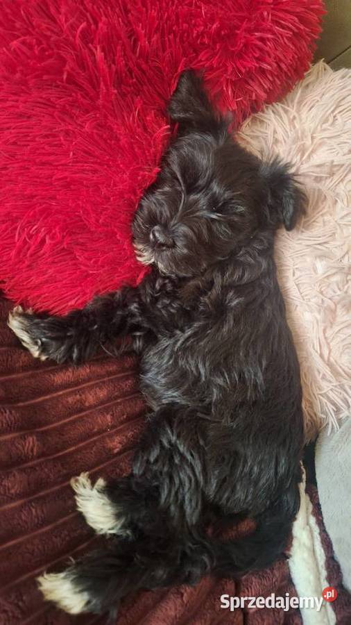 Cudna sunia sznaucerek miniaturowy CZARNA mazowieckie Wołomin