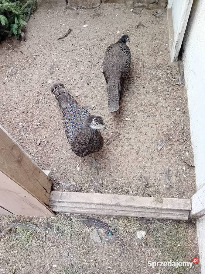Bażant Wieloszpon Szary dorosła para kujawsko-pomorskie Rogóźno-Zamek