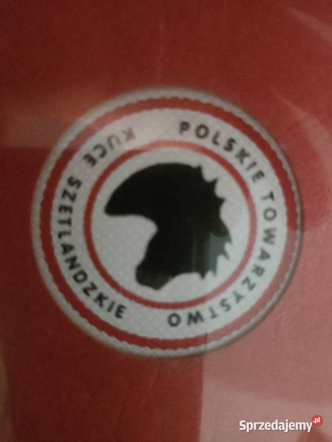 Sprzedam kuce szetlandzkie łódzkie