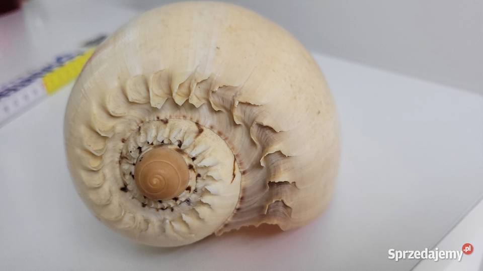 Duża muszla