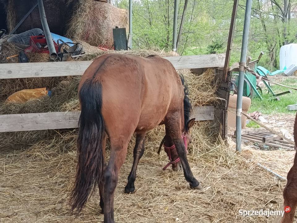 Ogier hucuł podkarpackie Niedźwiada