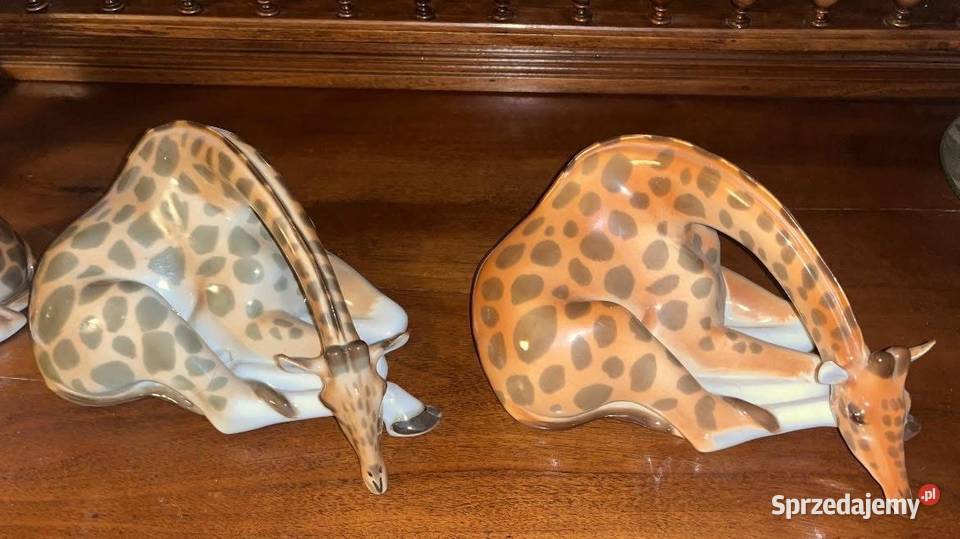 Żyrafa wysoka Łomonosow Gdańsk sprzedam