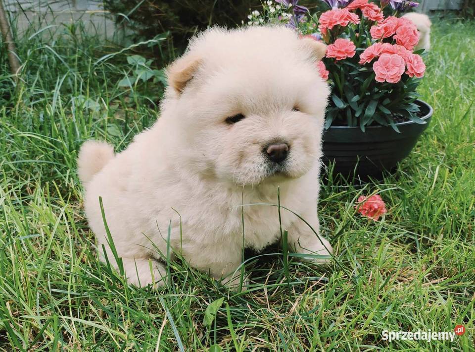 CHOW CHOW CZAU CZAU ŚLICZNE SZCZENIĘTA łódzkie Drogusza
