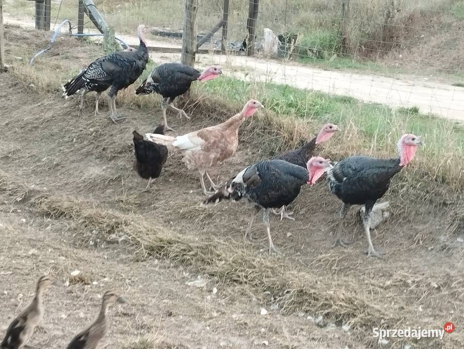 Indyki z maja Wola Łagowska