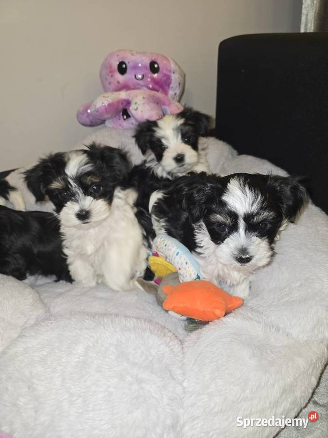 Sliczne pieski i suczki Hybryda YorkMaltańczyk Rzeszów