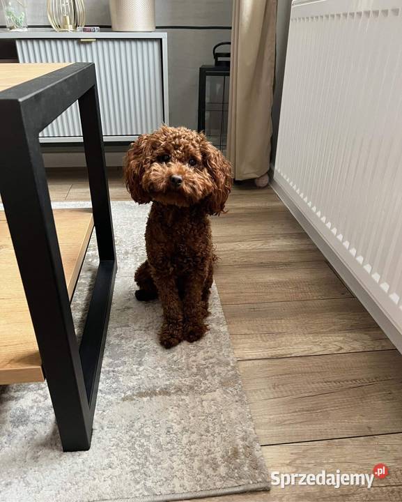 Szczeniaki Pudel Red Toy Nidzica