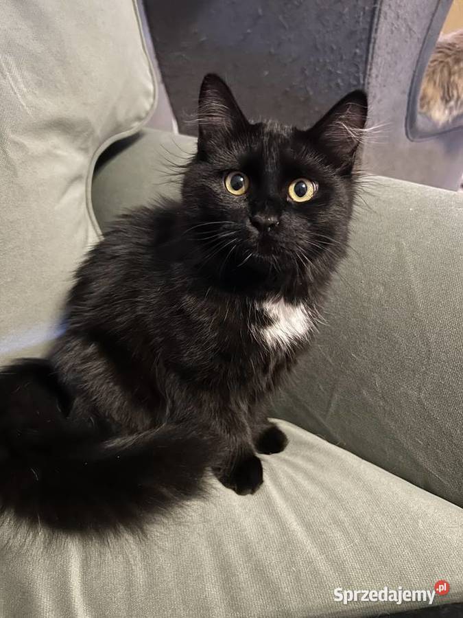 Rodowodowe kotki syberyjskie Świerzna