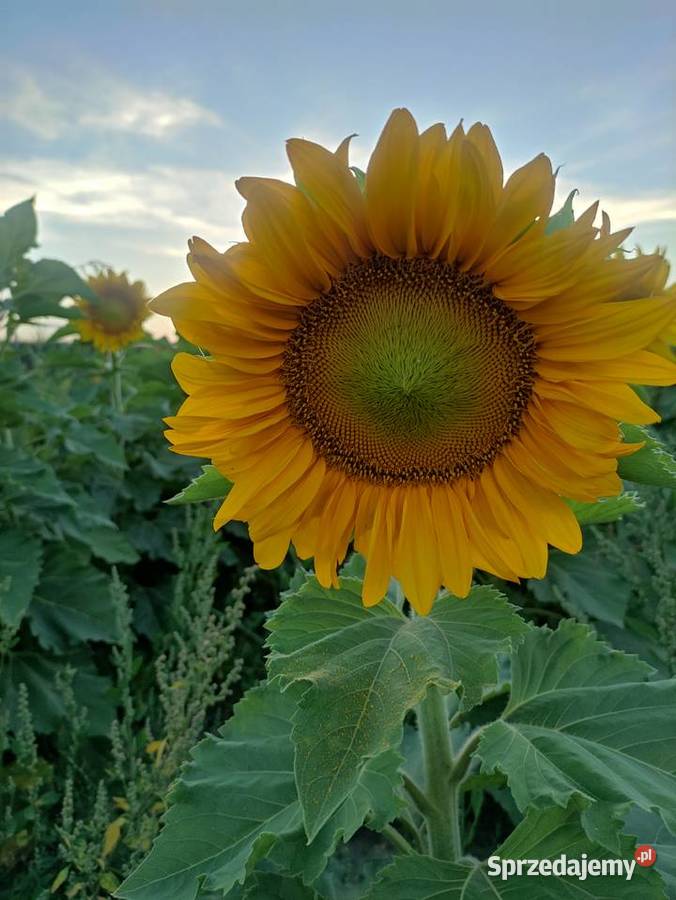 Słonecznik ozdobny Głudna