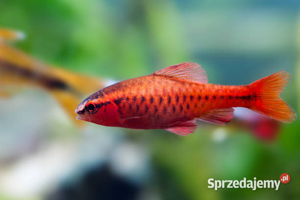 Brzanka wysmukła Brzanka Titteya Puntius titteya