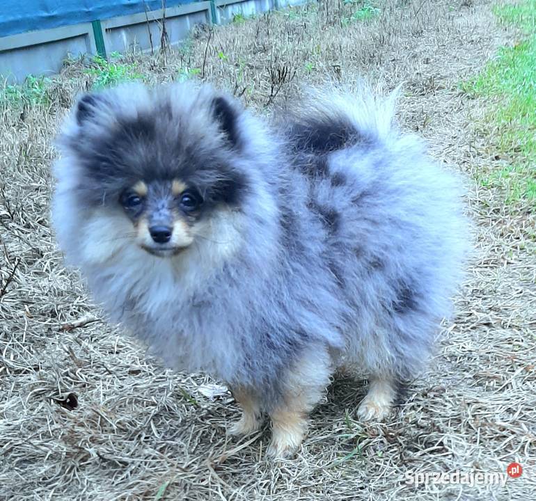 Szpic miniaturowy blue merle tan łódzkie Pabianice