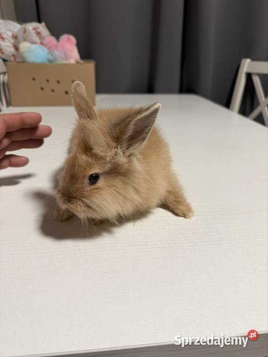 Króliczki miniaturki Wadowice
