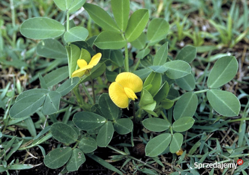 ORZECH ZIEMNY Arachis hypogea NASIONA 20 sztuk Lubanie