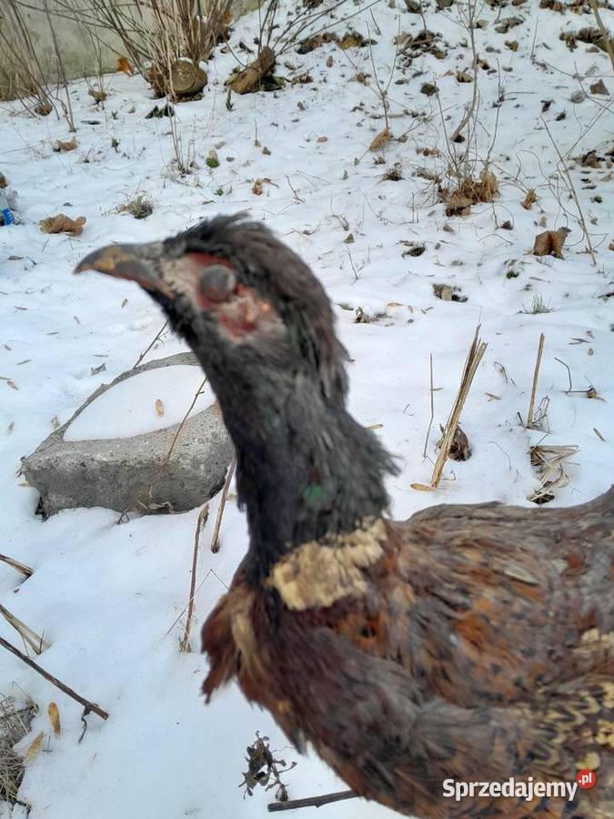 bazant lowny vintage prl wypchany Pozostałe Sosnowiec