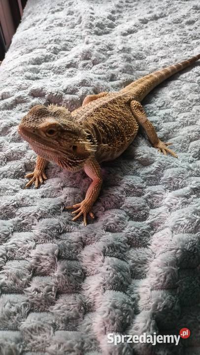 Agama brodata samica 2 letnia