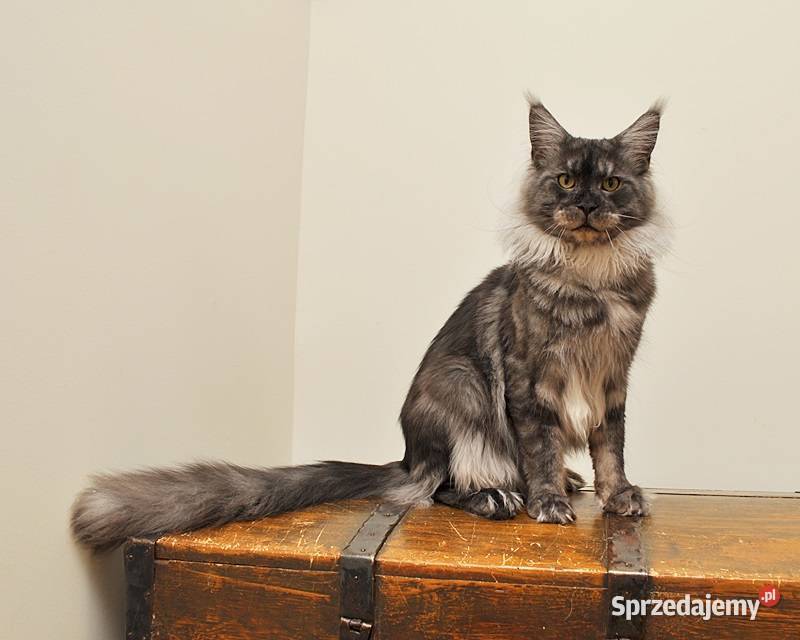 Śliczna koteczka Maine Coon LEGALNA HODOWLA Białystok