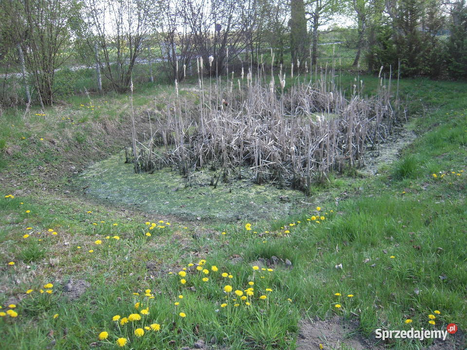 działka ROD 30m Sprzedaż Tarczyn
