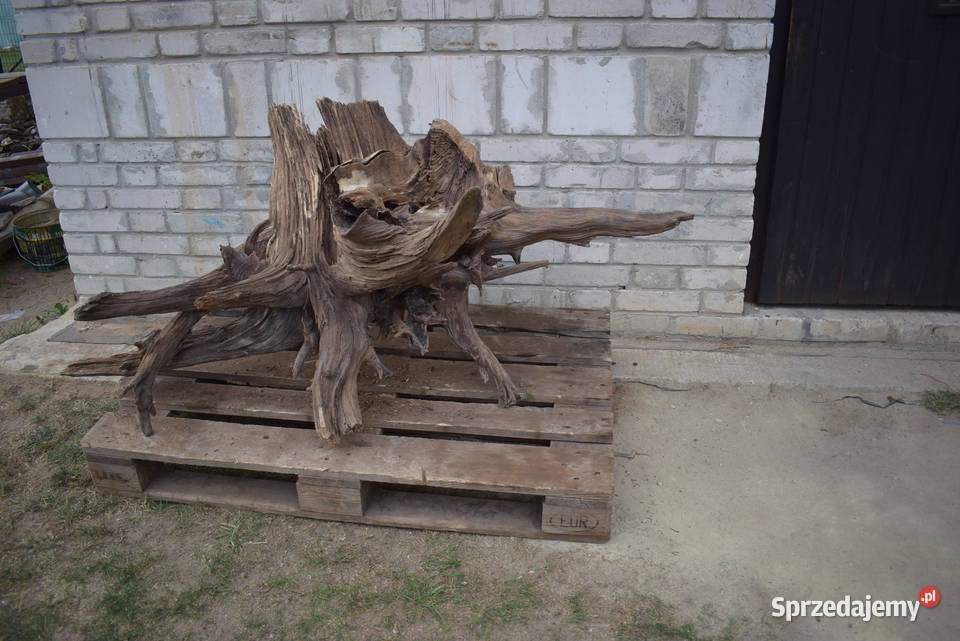 Korzeń ozdobny do ogrodu świętokrzyskie sprzedam