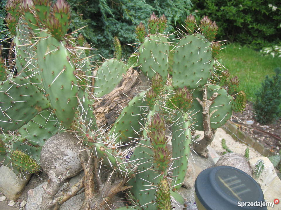 BANANOWCE BAMBUSY KAKTUSY GUNERA dolnośląskie Wrocław