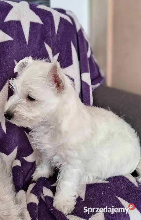West Highland White terrier chłopiec Pajęczno