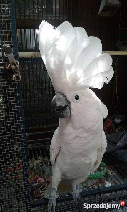 Kakadu alba Super oswojone Jelenia Góra