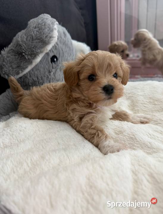 Maltipoo malutka dziewczynka