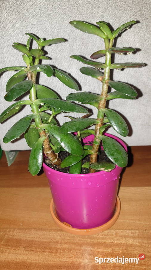 Grubosz crassula drzewko szczęścia 2 sadzonki w Warszawa