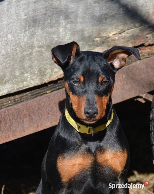 Pinczer miniaturowy piesek przebadany paszport Pozostałe Chełm