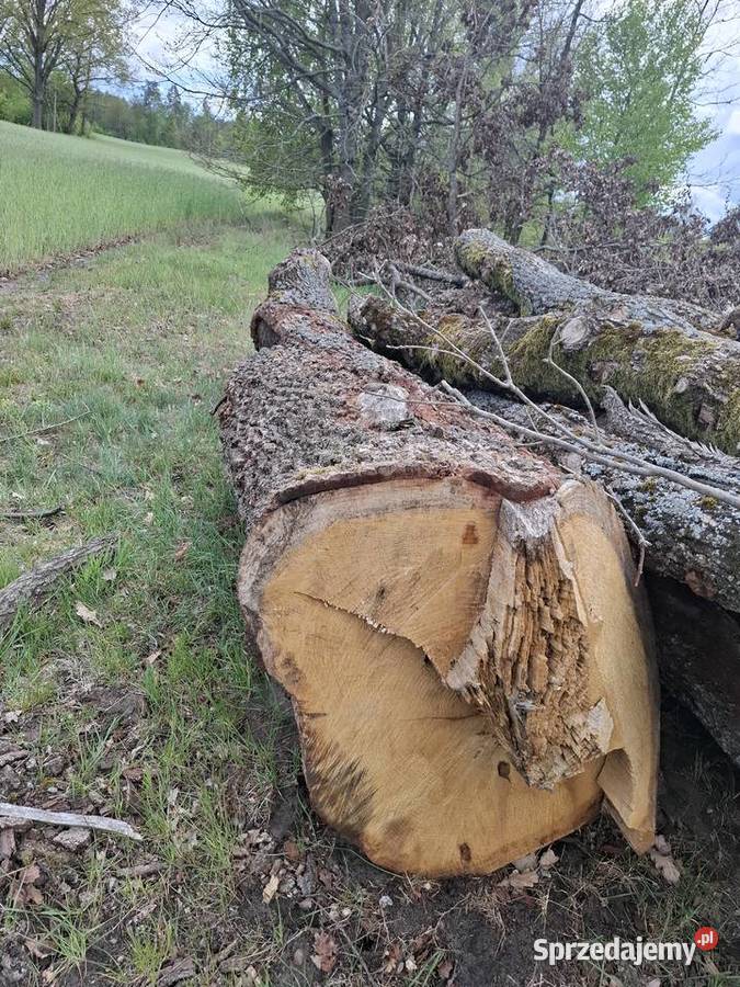 Drewno dąb kłoda 3m dł 35 m3 Opał Raduń