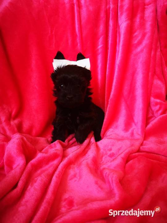 Kolorowe Yoreczki Yorkshire Terrier samce Gdańsk