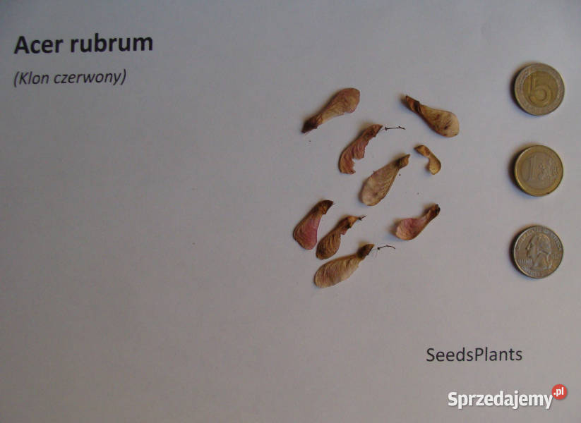 KLON CZERWONY Acer rubrum NASIONA 200 sztuk 10g Lubanie