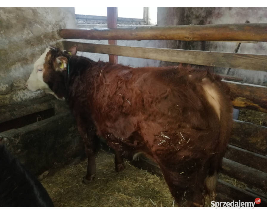 Sprzedam Odsadki Mięsne Byczek i 2 Jałówki świętokrzyskie Czaryż