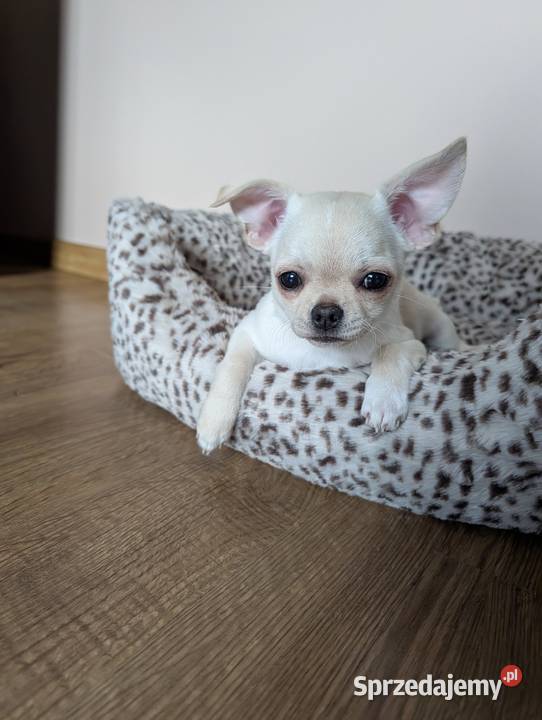 Piesek chihuahua kremowy Złaków Borowy