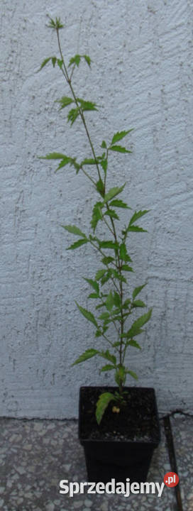 MILIN AMERYKAŃSKI sadzonki w doniczkach PROMOCJA kujawsko-pomorskie Ustronie sprzedam