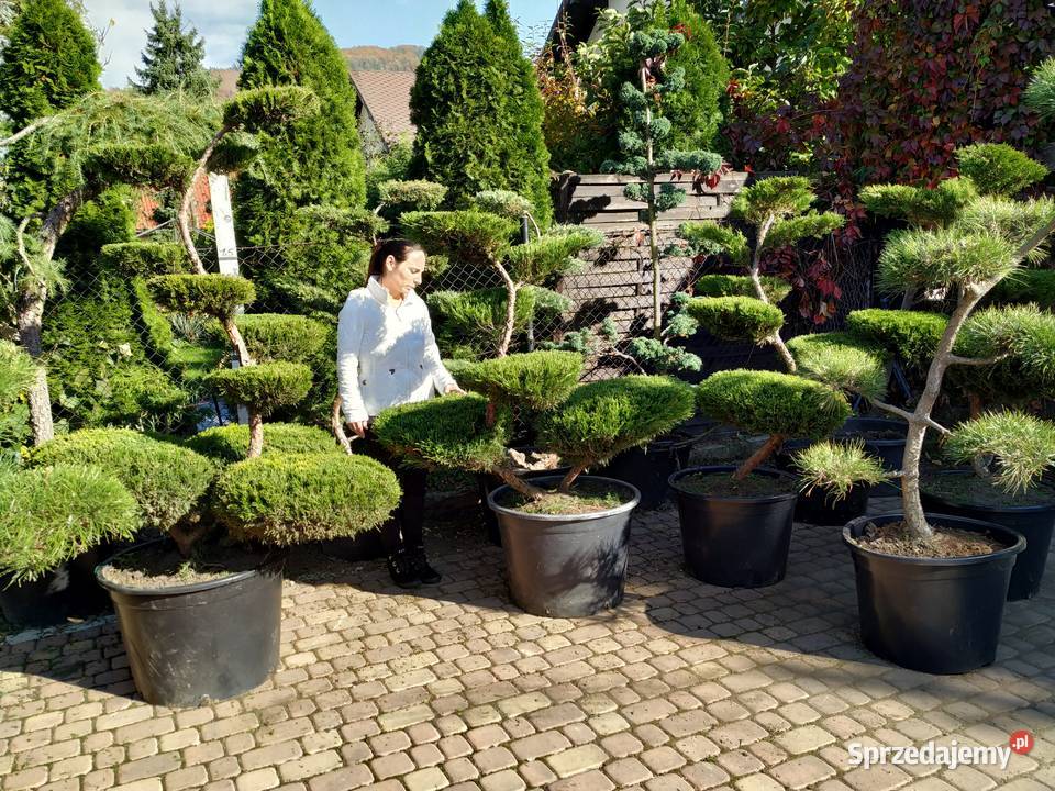 Drzewa i Krzewy Formowane bonsai szkółka Ustroń