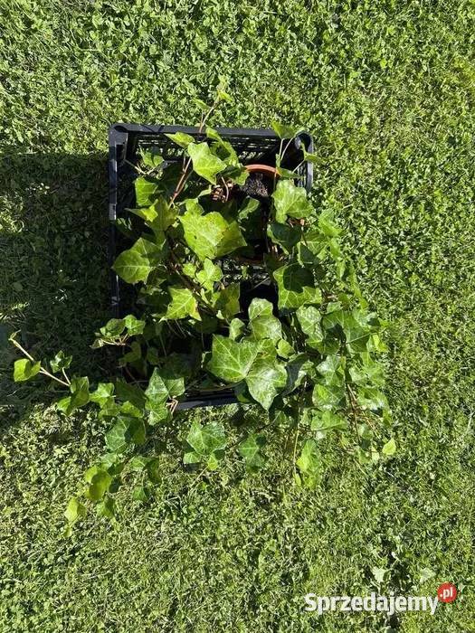 Sadzonki bluszcz zimozielony ukorzenione 2letnie Kraków sprzedam