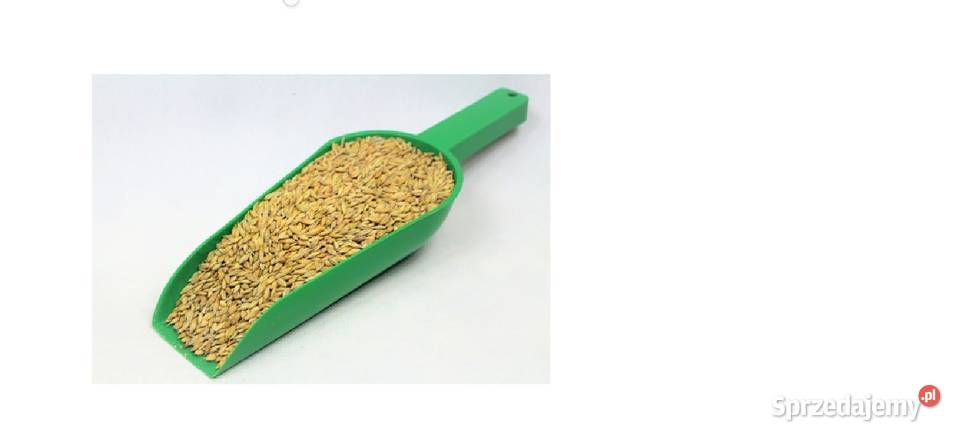 Jęczmień jary ekologiczny Małogoszcz sprzedam