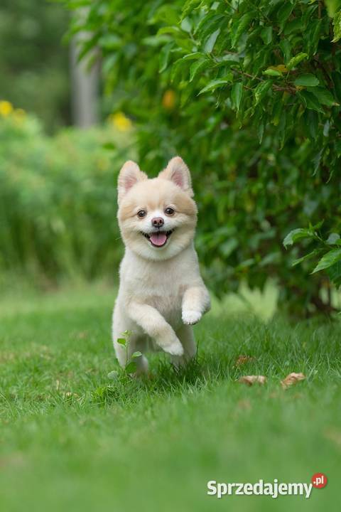 Trawa z rolki Trawa prosto z plantacji trawa Trawy śląskie Katowice