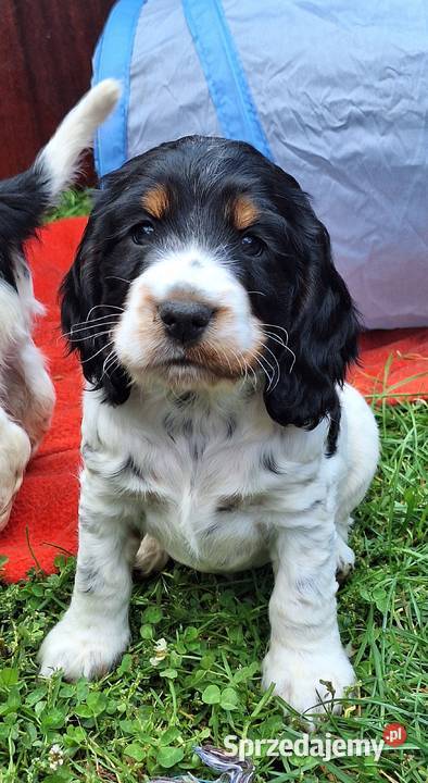 Cocker spaniel angielski Kowal