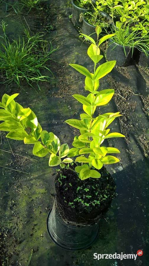 Ligustr Aurea Variegata Mszczonów