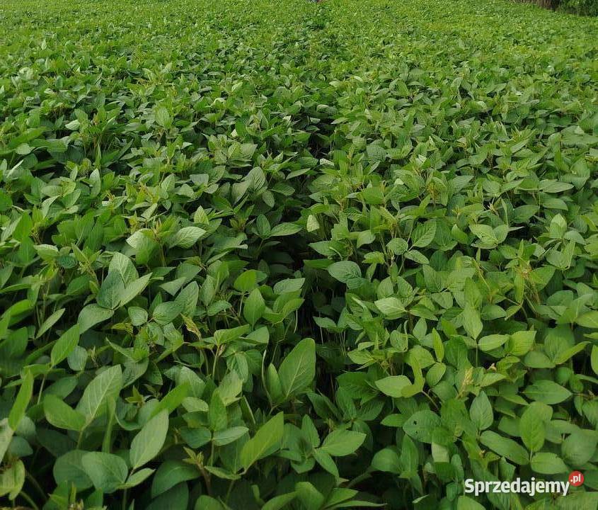 Soja zbiór 2025 czyszczona