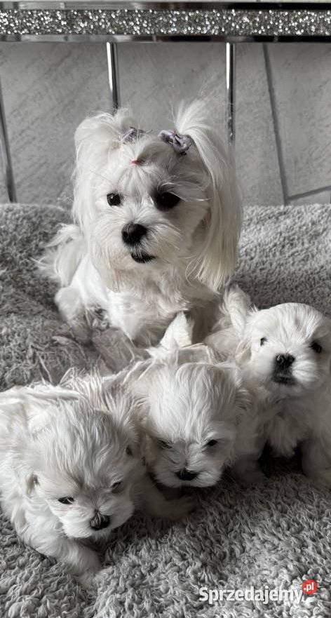 Szczeniaki maltańczyka zarejestrowane w KC Zwierzęta Kucerz