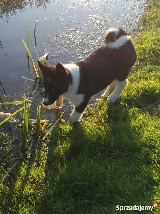 Łajka rosyjskoeuropejska Żory