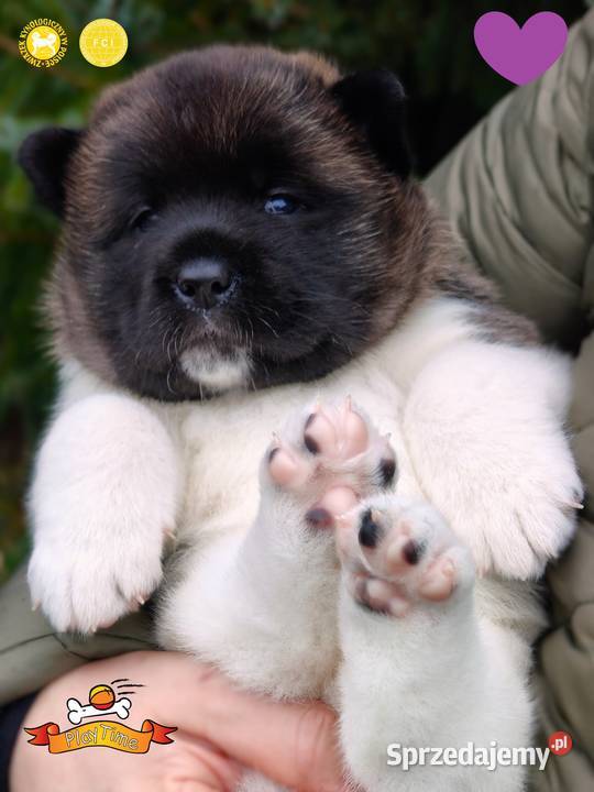 Szczenięta AKITA AMERYKAŃSKA odbiór marzec łódzkie Poddębice sprzedam