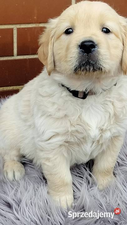 Golden Retriever Ciechowice