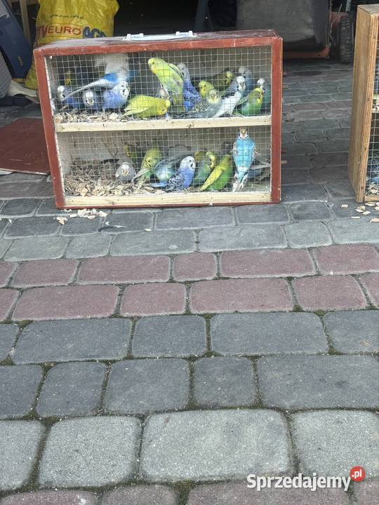 Sprzedam Papugi faliste Dla ptaków